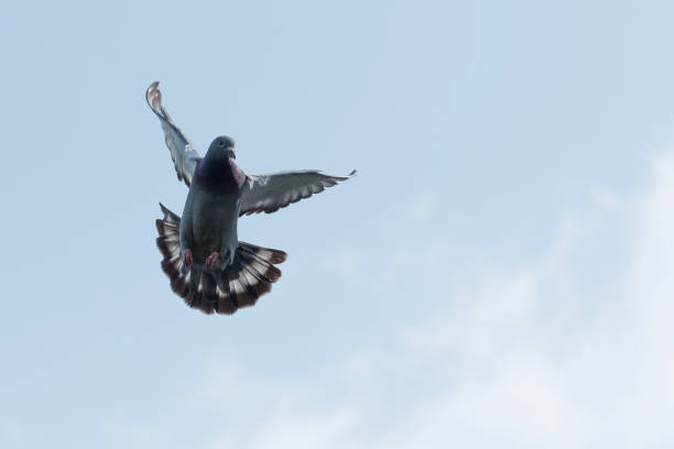 istock flying homing pigeon against clear morning sky 854833634