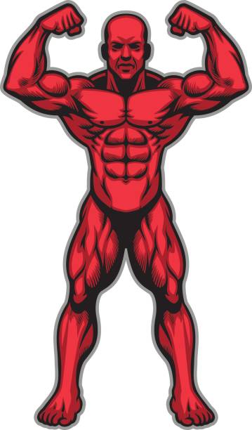 ilustrações de stock, clip art, desenhos animados e ícones de bodybuilder athlete showing his muscle body - healthy lifestyle men boxing dumbbell