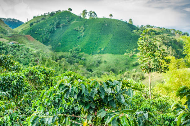 istock Coffee Plantation in Jerico Colombia 854837104