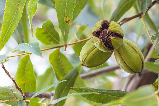 A cluster of pecans approaches the time of harvest as they ripen on the tree