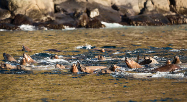 una gran cantidad de lobos marinos, - sea of okhotsk fotografías e imágenes de stock