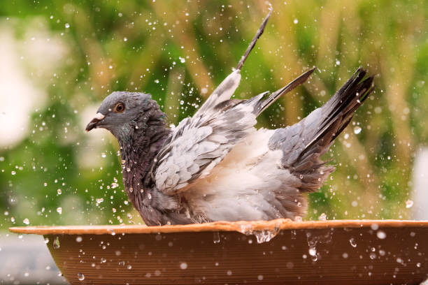 istock homing pigeon bathing in water jar 854860202