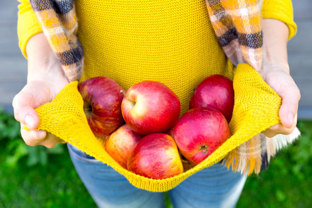 farming, gardening, harvesting, fall and people concept - woman with apples at autumn garden - fruit freshness tree foods and drinks imagens e fotografias de stock