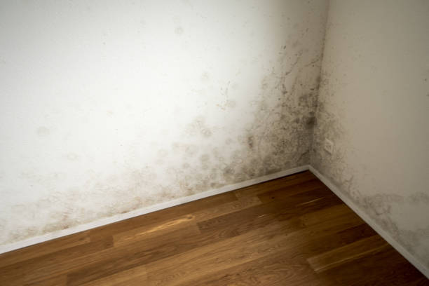 istock toxic mold and mildew in apartment 854869326