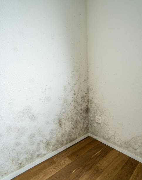 istock toxic mold and mildew in apartment 854870592