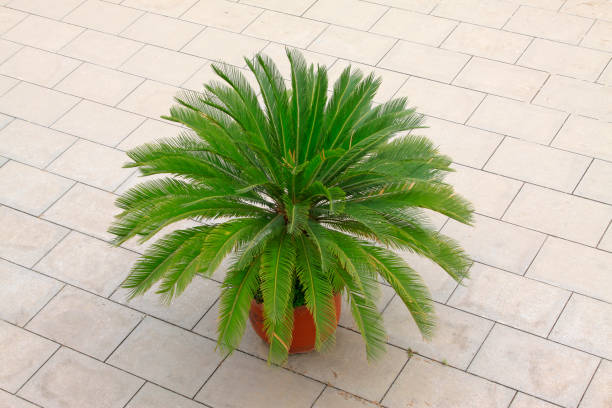 istock Potted plant cycad in a park, China 854881222