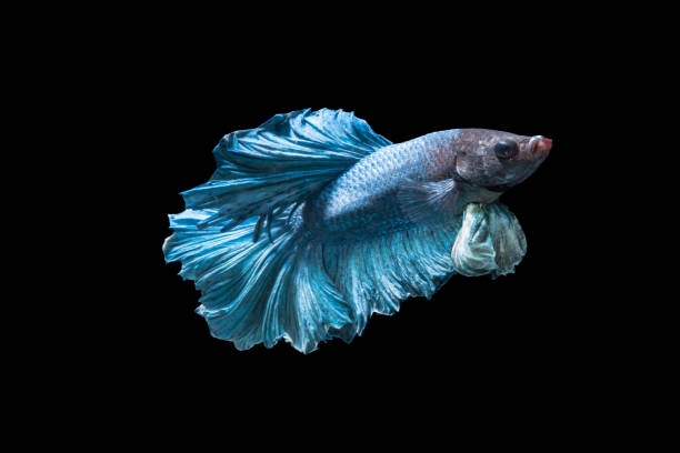 istock Emotion of blue fighting fish isolated on black background 854890596