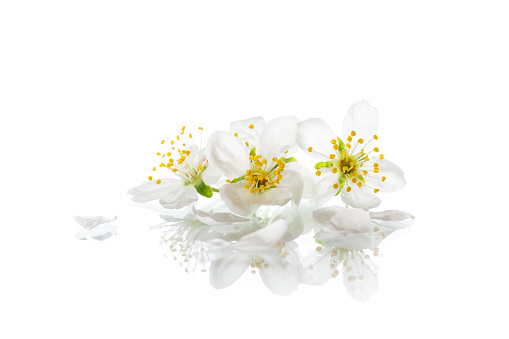 blooming beautiful white flower isolated on white background