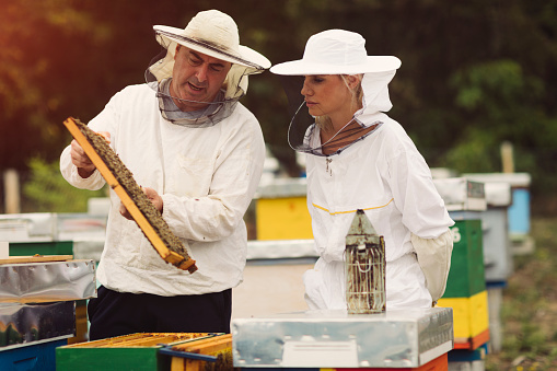 Beekeepers working in an apiary. Male beekeeper teaches woman caring for bees.