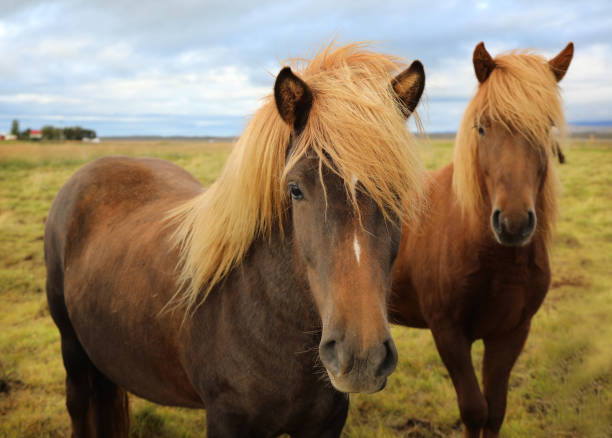 istock Icelandic horses grazing in the field 854898904