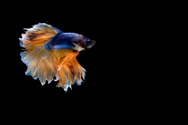 istock siamese fighting fish isolated on black background 854899188