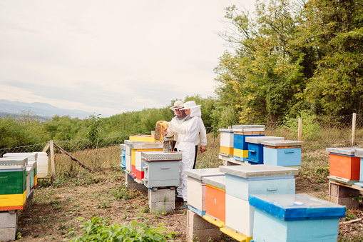 Beekeepers working in an apiary. Man and woman standing, holding a frame of honey and caring for bees.