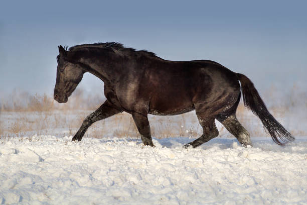 istock Horse run in snow 854903882