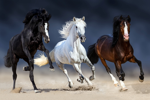 Three horse with long mane run gallop in sand