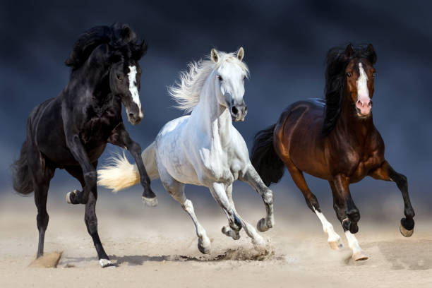 Three horse run Three horse with long mane run gallop in sand three animals photos stock pictures, royalty-free photos & images