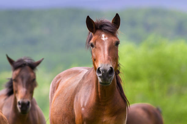 istock Horse portrait in motion 854904528