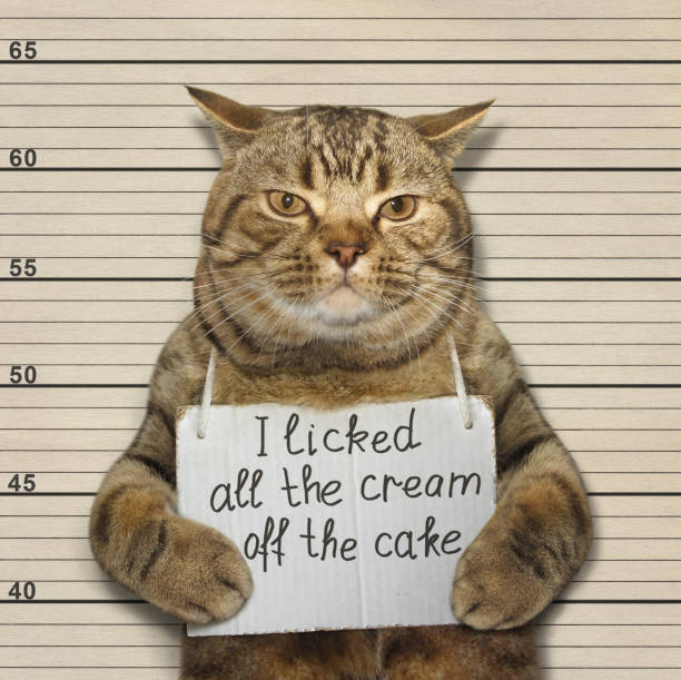 Bad cat licked all cream