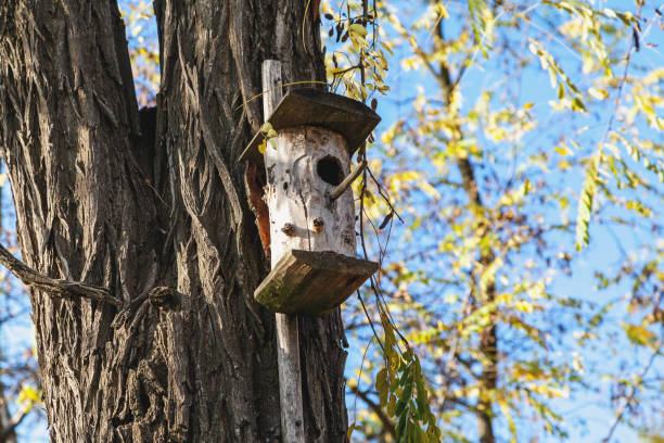 istock Wooden cupola hanging on tree 854907248
