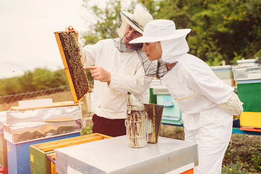 Beekeepers working in an apiary. Male beekeeper teaches woman caring for bees.