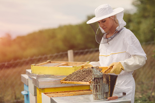 Female beekeeper working in an apiary. Woman holding a frame of honey and caring for bees.