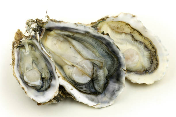 istock Fine de Claire Oysters Isolated on White 854932306