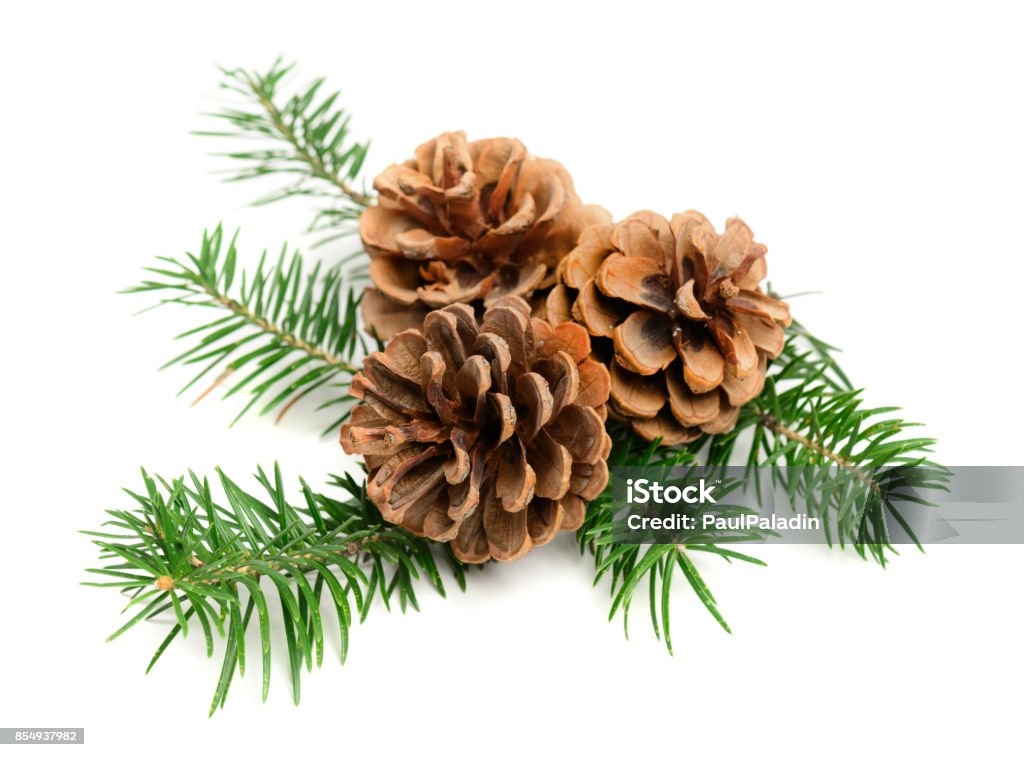 Christmas pine cones Christmas pine cones with branch on a white background. Decorate element Pine Cone Stock Photo