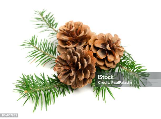 Christmas Pine Cones Stock Photo - Download Image Now - Pine Cone, Twig, Christmas Tree