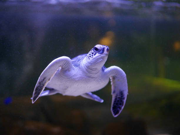 istock Green sea turtle baby 854938336