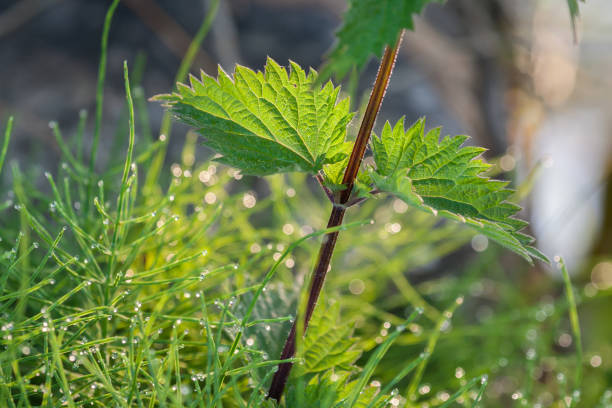 nettle leaves close up and morning dew