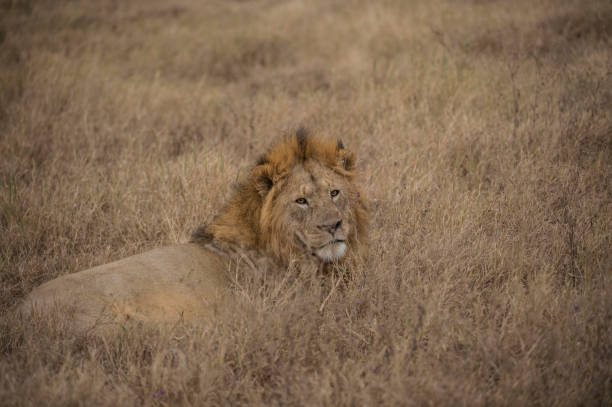 istock Male lion lying down and looking back at camera. Full mane showing. Tarangire National Park, Tanzania, Africa 854939274