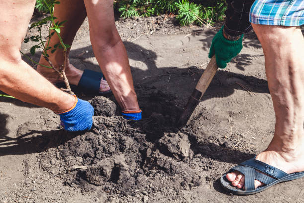 istock Two people dig  bush of mature rose 854941772