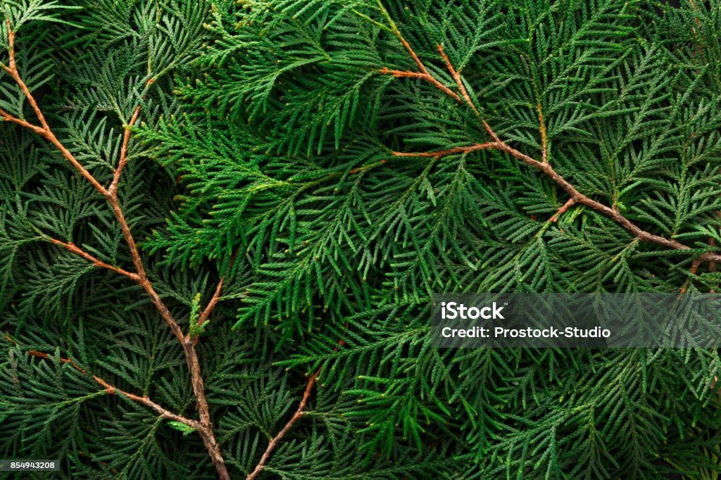 Green thuja tree branches background Green thuja tree branches background. Natural needles backdrop, bright evergreen texture Cypress Tree Stock Photo