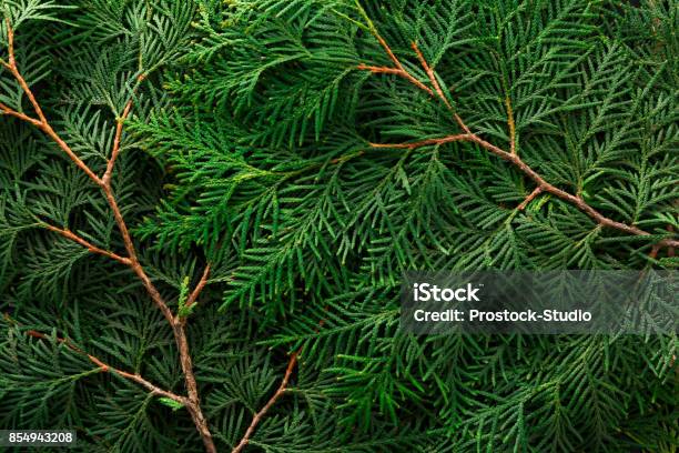 Green Thuja Tree Branches Background Stock Photo - Download Image Now - Cypress Tree, Macrophotography, Abstract