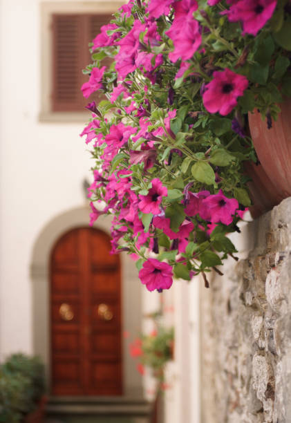 Floral decorations (flower pots) in the foreground, in focus, with house elements (front door, house entrance) in the background, out of focus. Tuscany, Italy