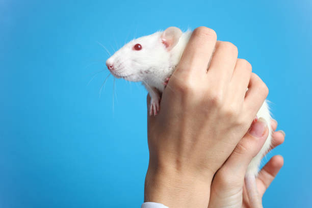 Close up of a pet mouse held by pet owner