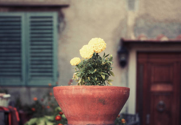 Floral decorations (a flower pot) in the foreground, in focus, with house elements (front door, house entrance) in the background, out of focus. Tuscany, Italy. Toned colours