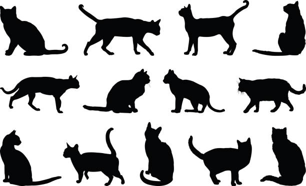 siluet kucing - kucing ilustrasi stok