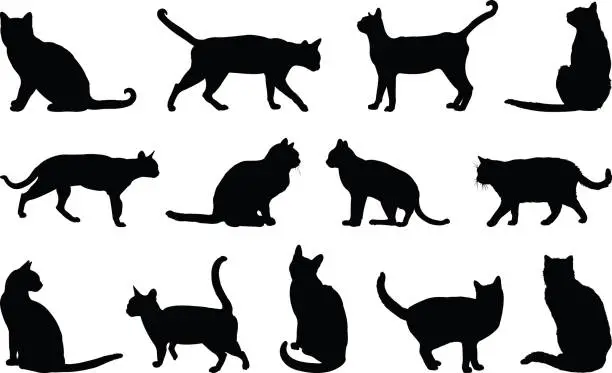 Vector illustration of Cats silhouette