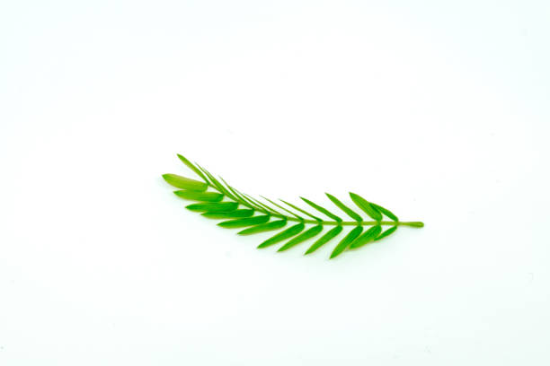 Thai local vegetable, Senegalia pennata or Acacia Leucaena or Cha-om (Thai Language) isolate on white background.