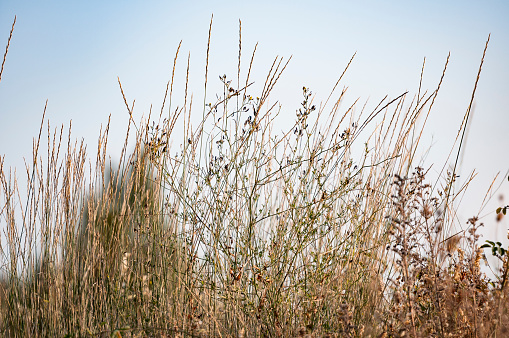 Close-up shot of tall dry grass against autumn sky.