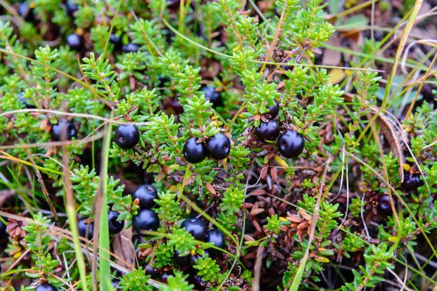 Crowberry are also called black crowberry and blackberry