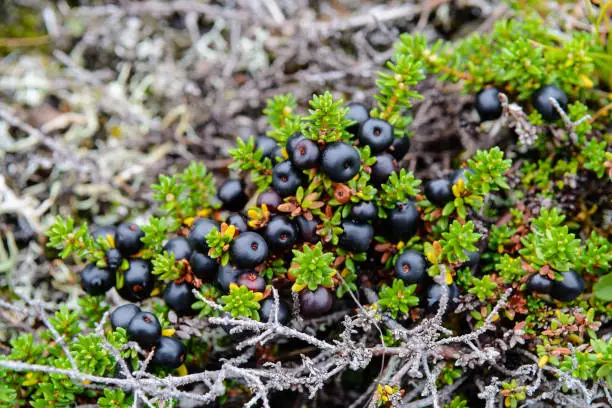 Crowberry are also called black crowberry and blackberry