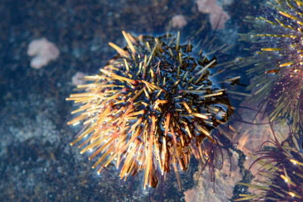 istock Sea urchin in water 854964634