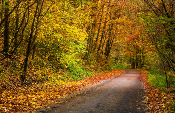 istock light spot on the road turnaround in autumn forest 854965120