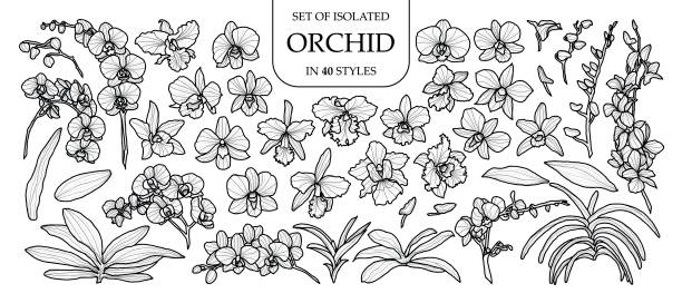 satz von isolierten orchidee in 40 arten. niedliche handgezeichneten vektor-illustration in schwarzen umriss und weiße flugzeug. - moth orchid stock-grafiken, -clipart, -cartoons und -symbole