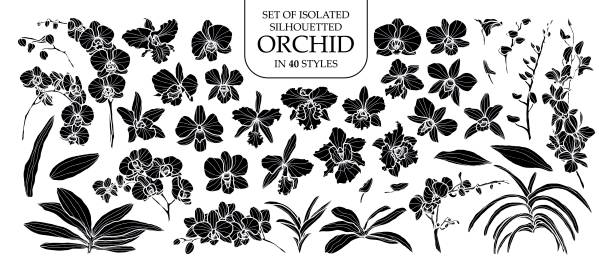 Set of isolated silhouette orchid in 40 styles. Cute hand drawn vector illustration in white outline and black plane. Set of isolated silhouette orchid in 40 styles. Cute hand drawn vector illustration in white outline and black plane on white background. orchid stock illustrations