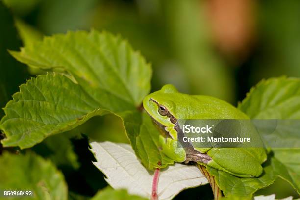 Gemeenschappelijke Boomkikker Stockfoto en meer beelden van Amfibie - Amfibie, Bescherming, Blad