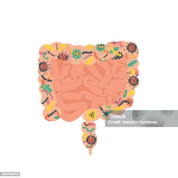Gut Human Digestive System Stock Illustration - Download Image Now - Feces, Transplant Surgery, Cartoon