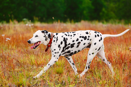 Big beautiful dalmatian walking toward a camera, on a field in cloudy day, looking aside. Green and yellow red grass backgorund