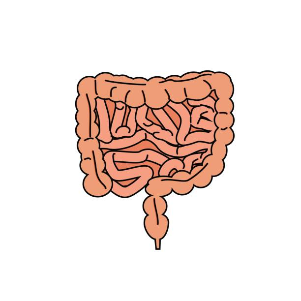 본질적인 인간의 소화 시스템 - fecal coliform bacteria stock illustrations